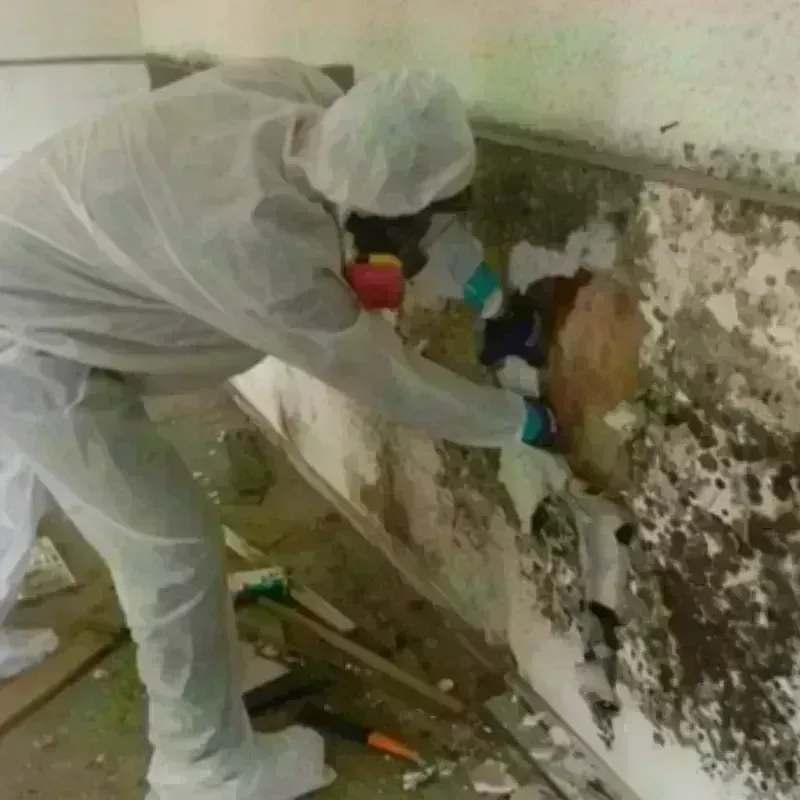 Mold Remediation and Removal in Cleburne, TX